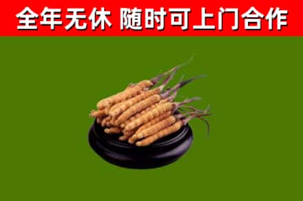 浦东新区烟酒回收冬虫夏草.jpg